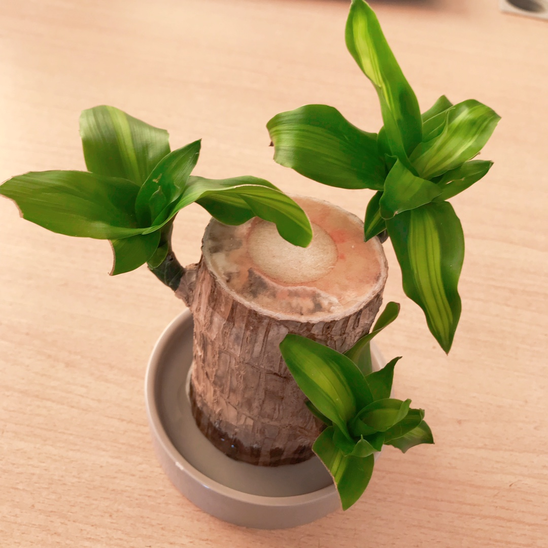 19,巴西水培幸运木