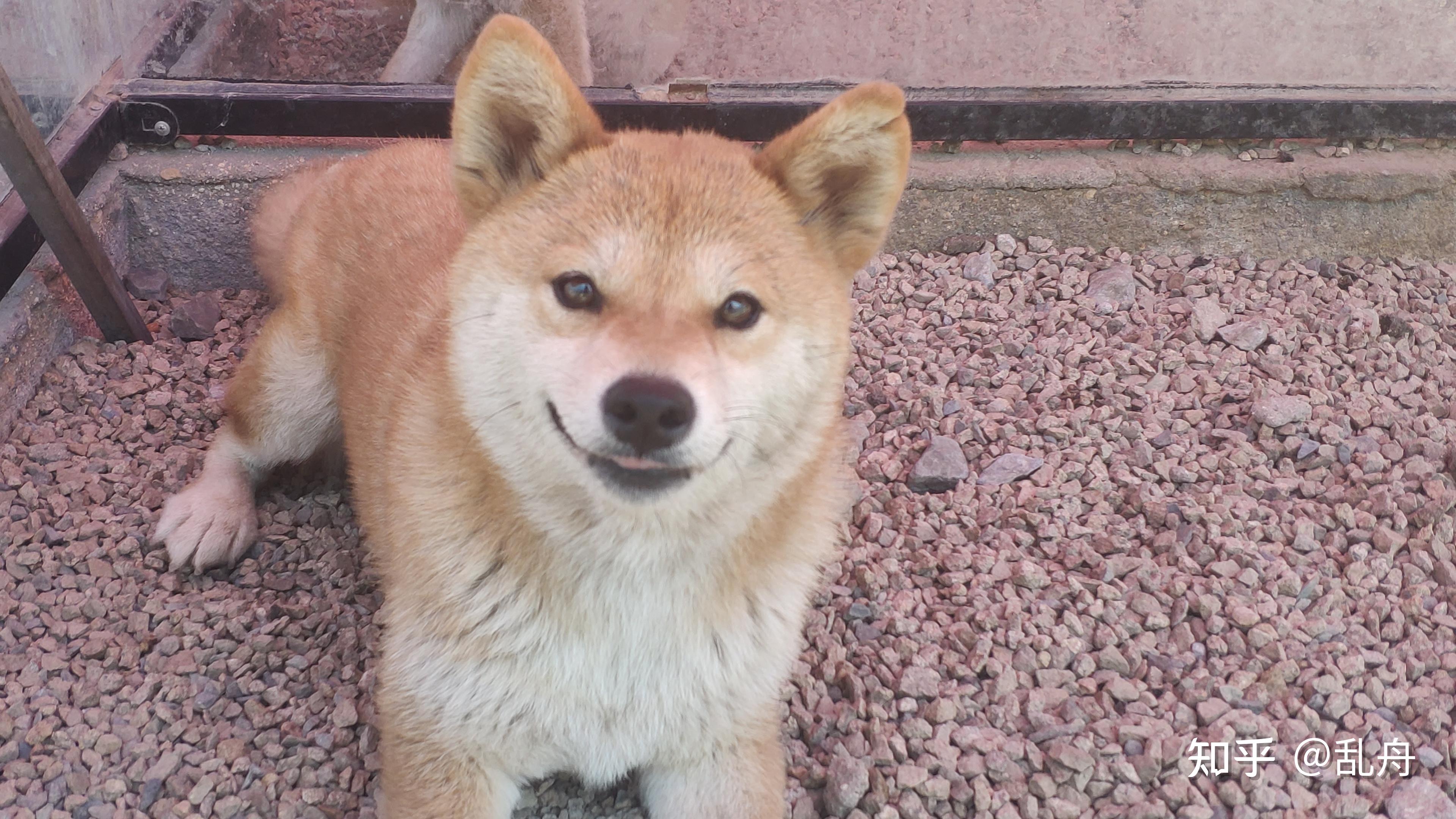 所以柴犬的价格也就相对很高,但是一些狗场,狗贩子卖的柴犬却很便宜