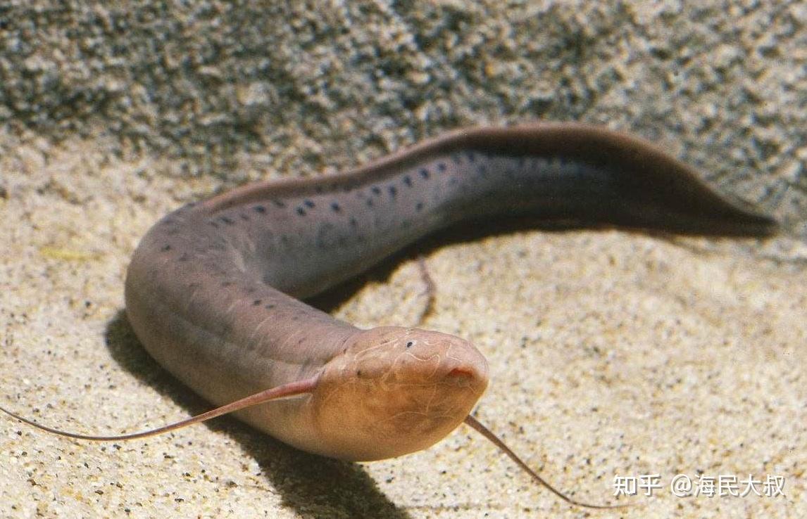 泥盆纪含肺鱼是肺鱼地球简史系列15