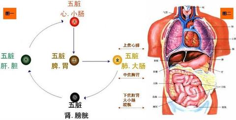 三焦的划分 人体的其他脏腑器官均分布于