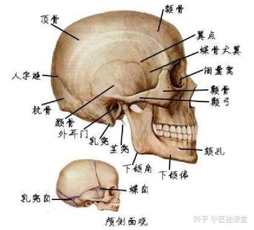 解剖学图谱- 知乎