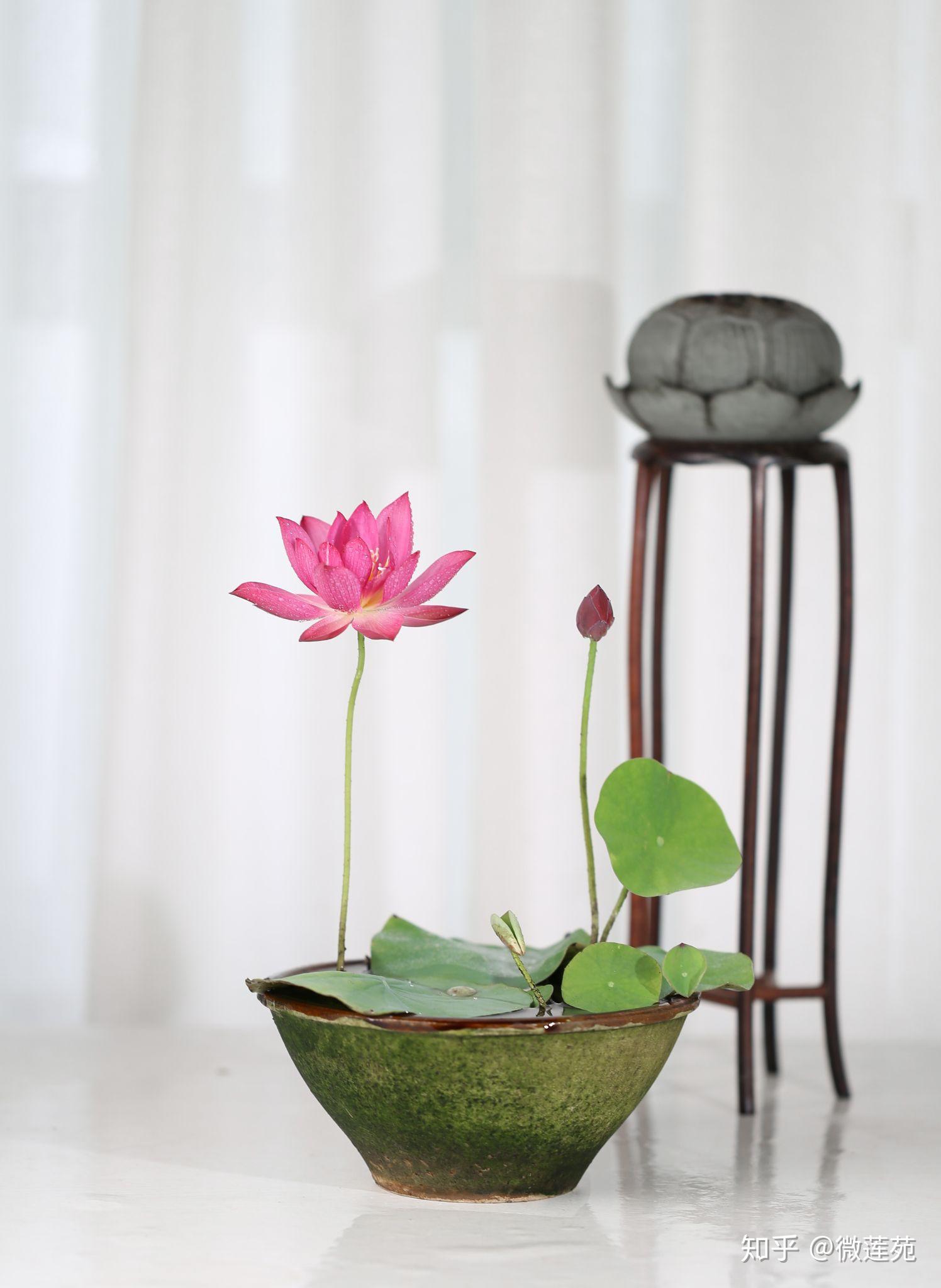 微型碗莲可以用多大的容器养