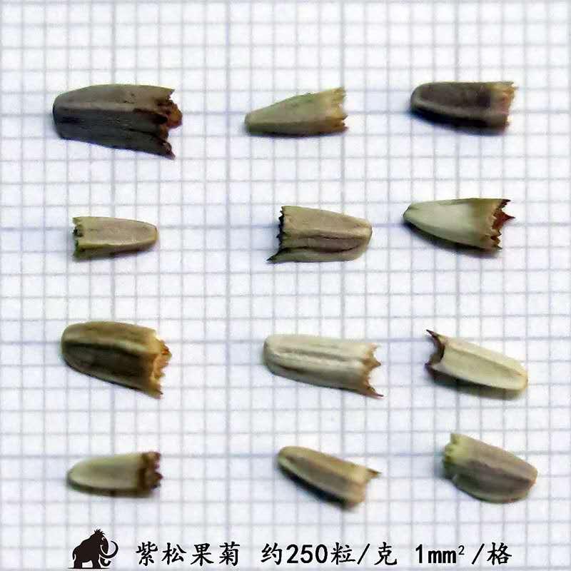 紫松果菊种子生长习性紫松果菊性强健且较耐寒,喜光照及深厚,肥沃的