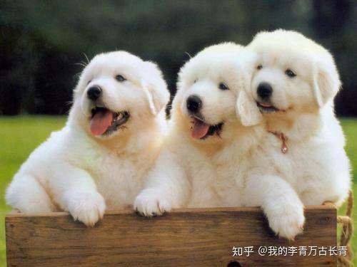 长青长白家犬4图片