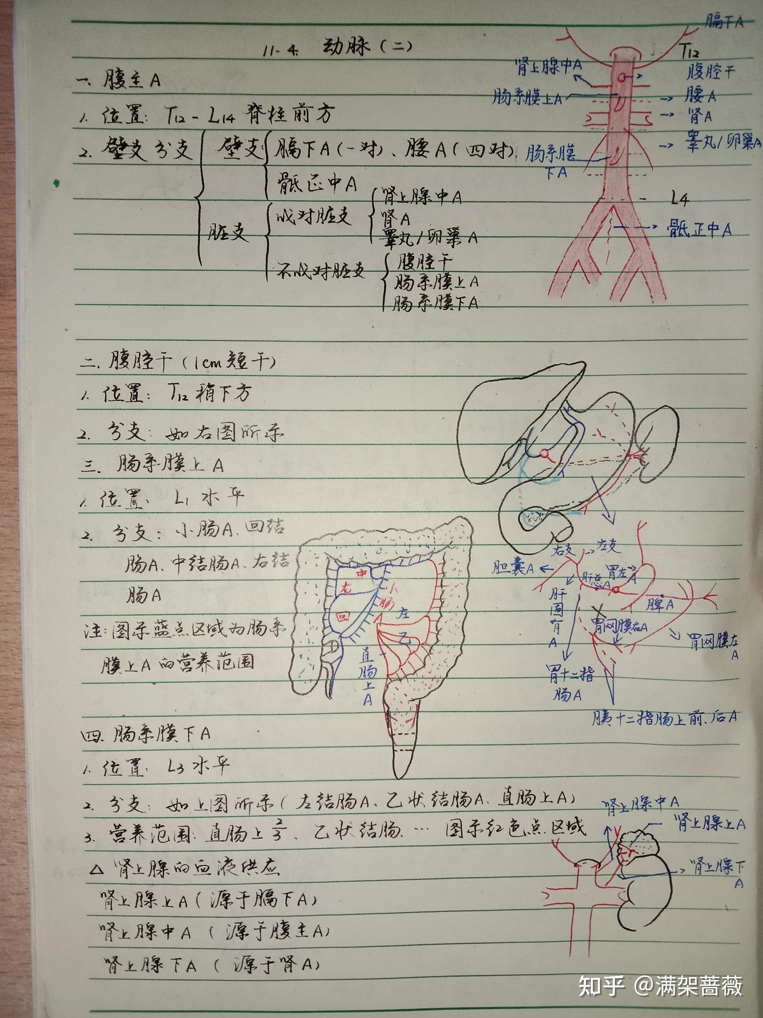 脉管系统手绘图图片