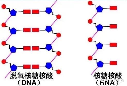 鱿鱼可以编辑自己的rna