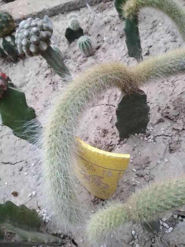 嫁接仙人球真的好看,千奇百怪人人爱!不妨你也试试 - 知乎