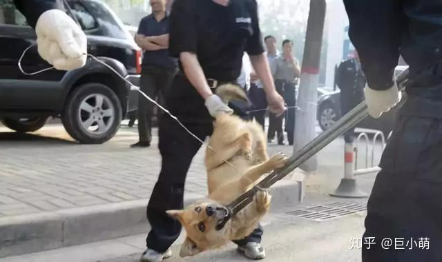 每年定期打狗那些弃养的人却过得美滋滋