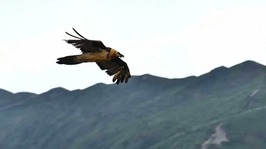 玛尔挡水电站:雪域雄鹰振翅飞 - 知乎