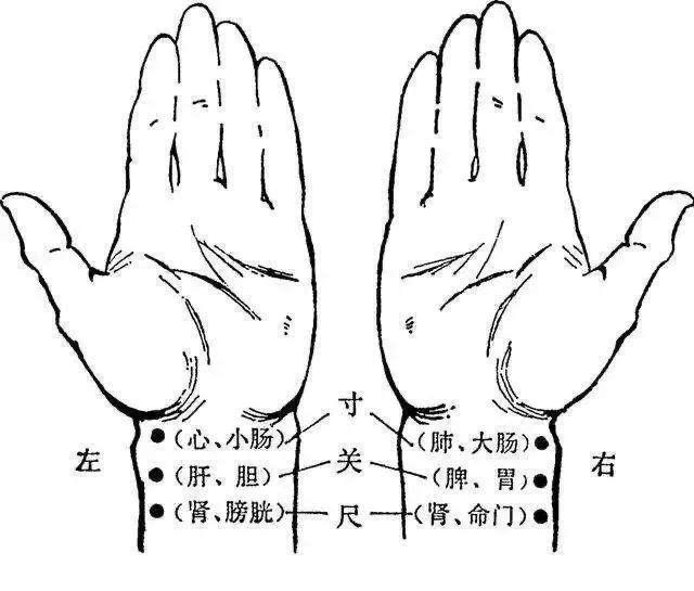 寸口脉象脏腑分布图图片