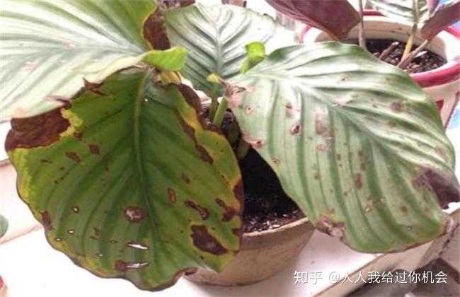 竹芋叶子卷了怎么办竹芋叶子干枯卷曲竹芋叶子打卷是正常吗