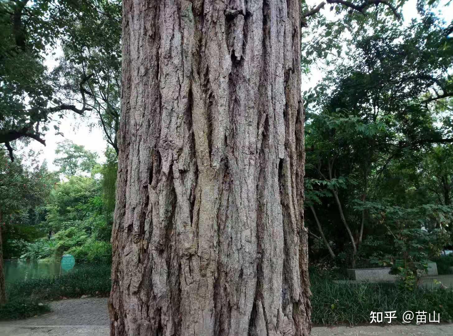 小小树皮能做甚,用它认木靠谱吗? - 知乎