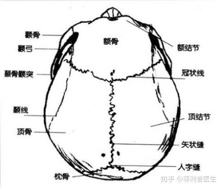 成年人颅骨间屈曲蜿蜒的骨缝让不同颅骨板块紧密连结为一体绝大多数的