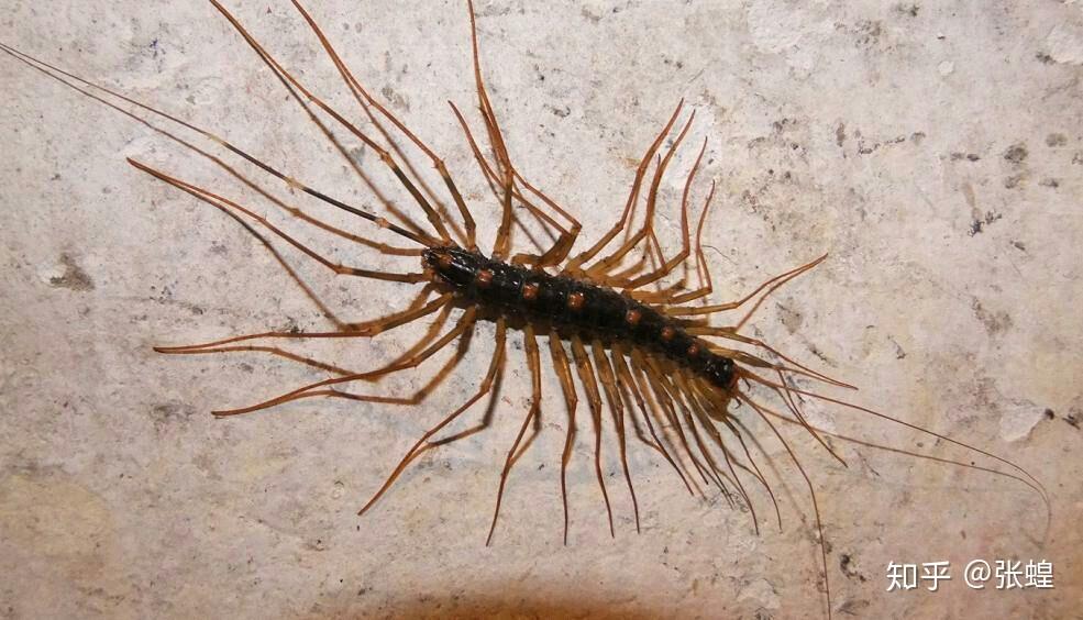等足目 海蟑螂鼠妇软体动物 蛞蝓希望本文能让你认识一些虫,少问几个