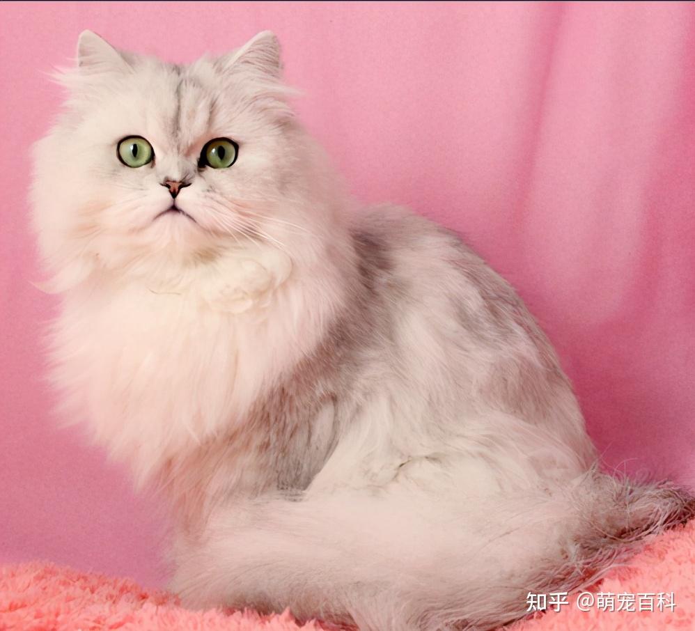 养猫，我只想养“金吉拉猫”！ - 知乎