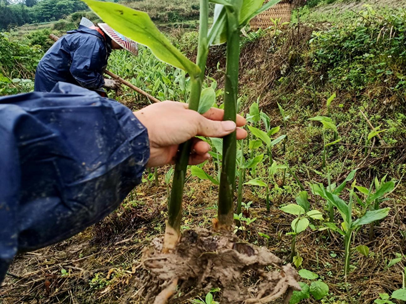 洋火姜:常被农民铲除,殊不知它是外国人眼中的"亚洲人参"