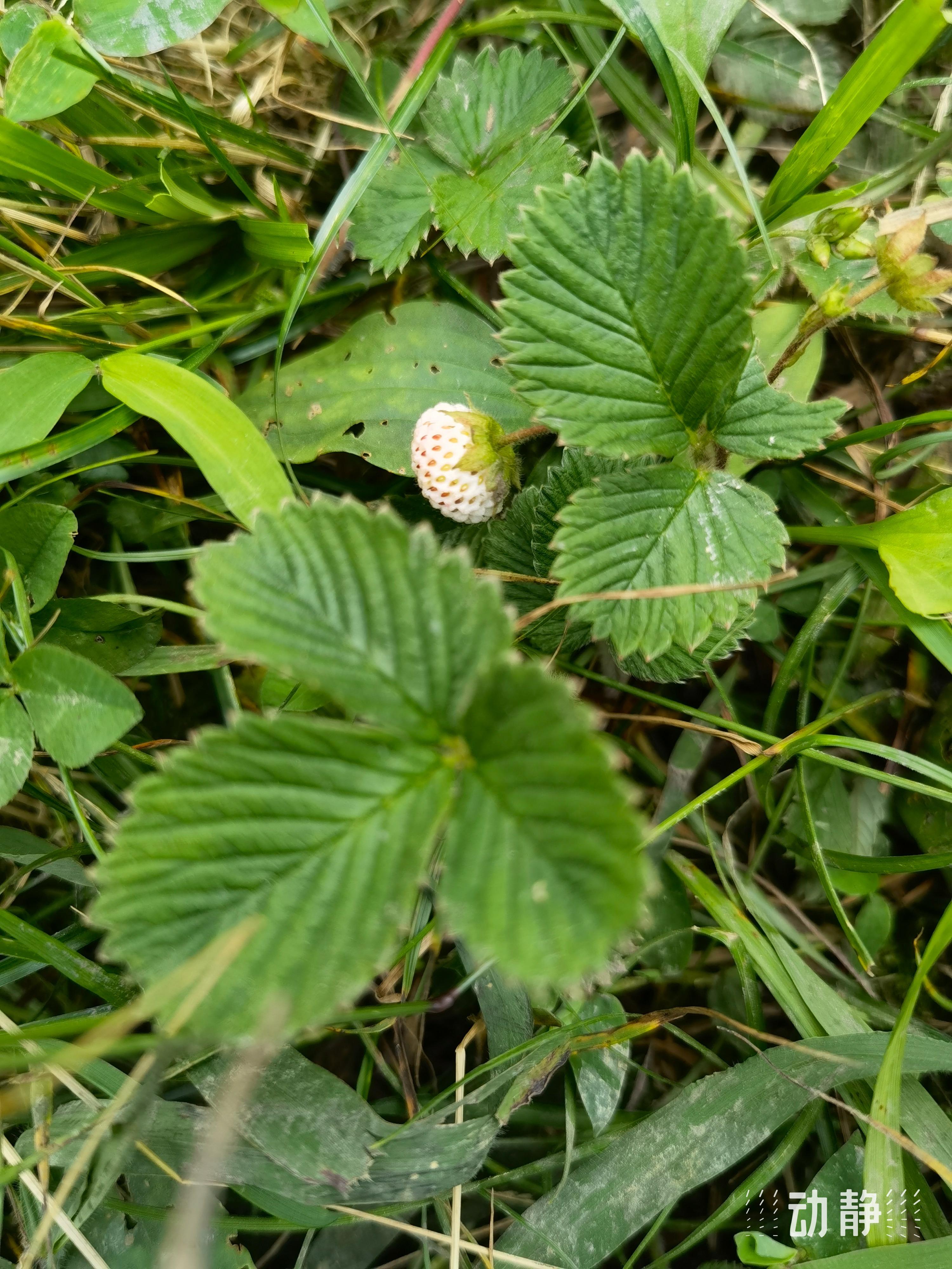 野性贵州 有问必答丨白草莓,长得好,味道美,价值高