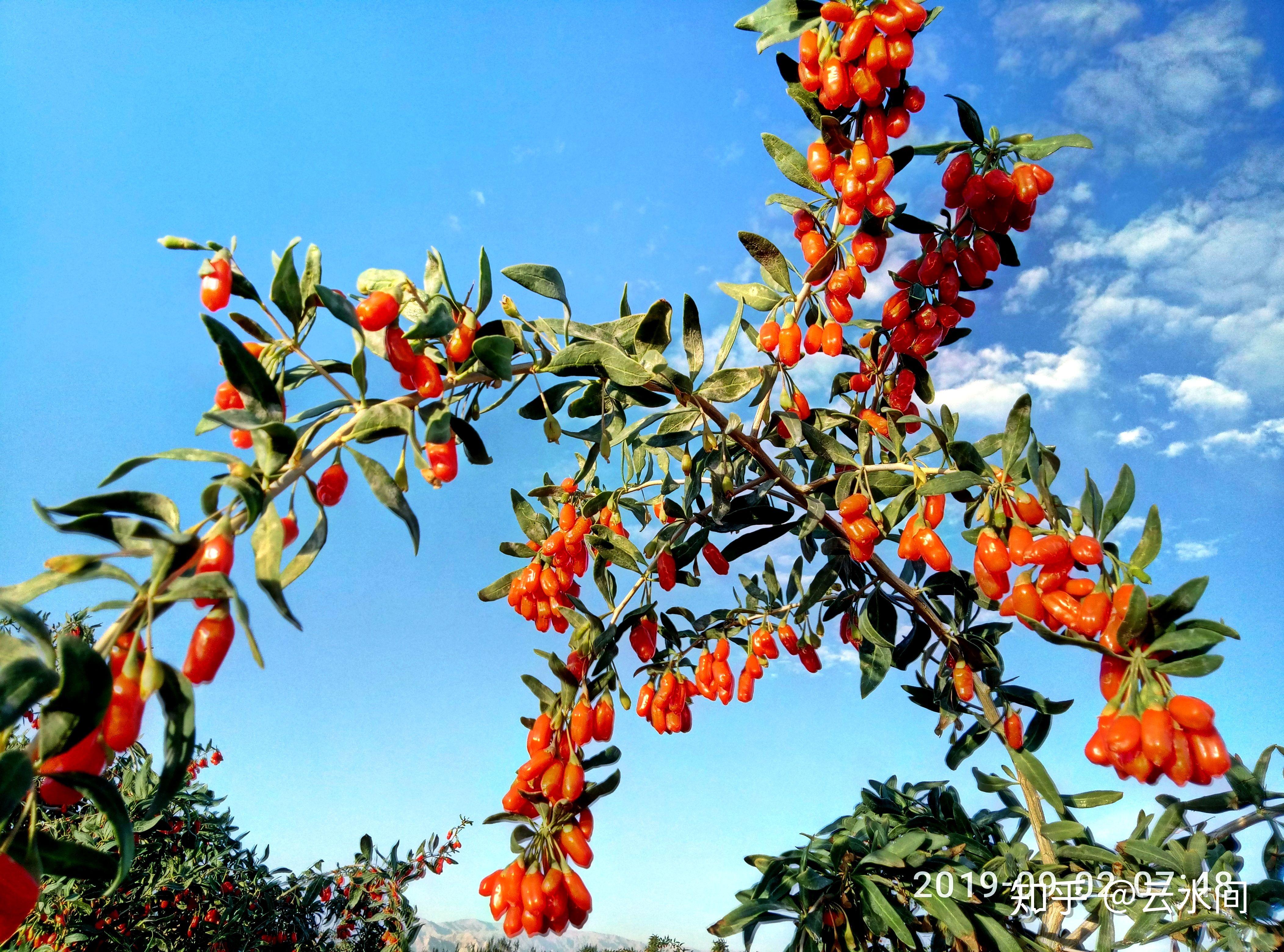 实拍:柴达木农场的红枸杞硕果累累压弯枝头 - 知乎