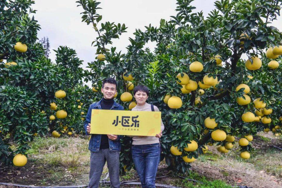 小區樂與玉環文旦基地達成深度合作足不出戶享受天下第一柚