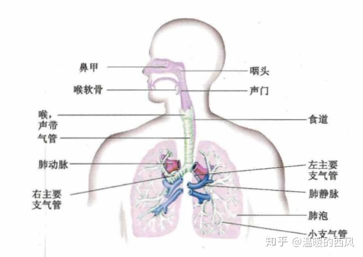 呼吸系统的解剖学和生理学 知乎
