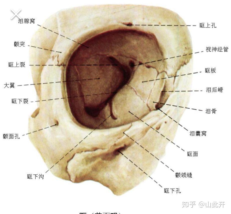 眶上孔和眶上切迹是一个东西吗