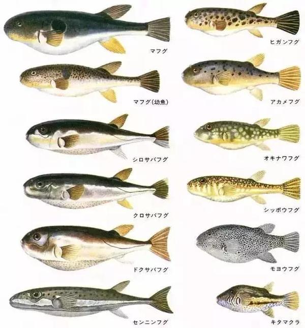 河豚到底有没有毒 为什么岛国人仍狂爱吃河豚 哪种河豚没毒 爱缪网