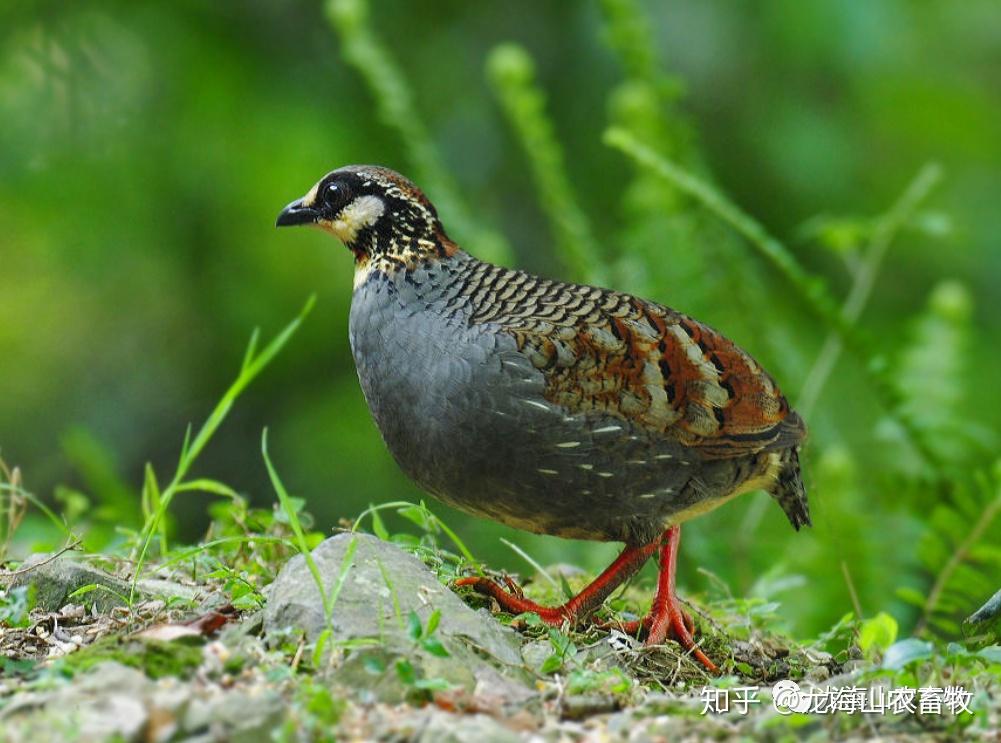 它是山鹧鸪属鸟类中羽色较为美丽的种类,眼睑,额,眉纹,颊,头侧以及颏