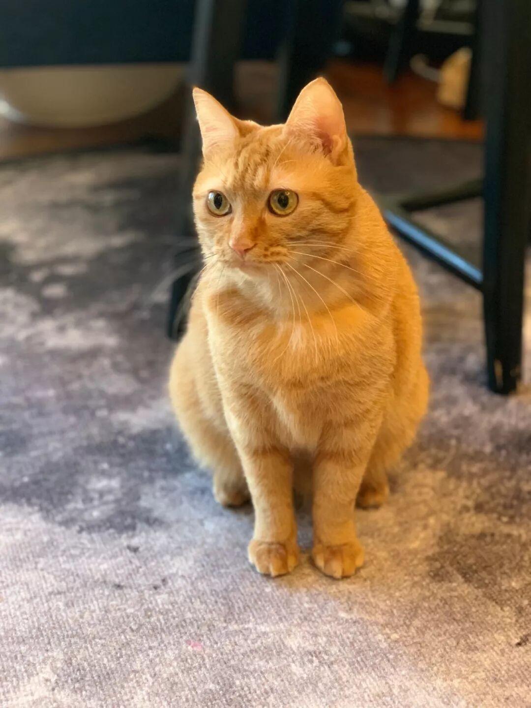 开年宠物领养第一场!全是猫全是猫全是猫! - 知乎
