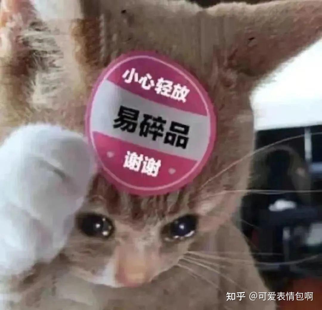 猫meme 邪恶小鼻嘎表情包 - 知乎