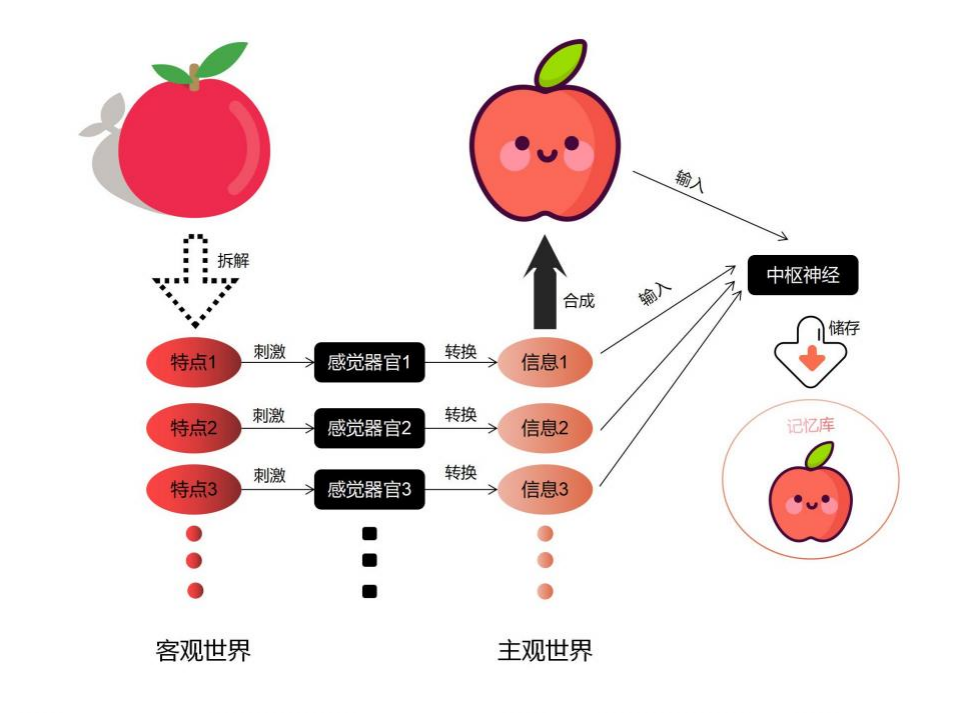 心理学理论知识第5期:认知过程