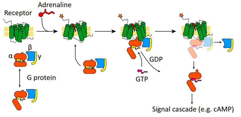 淋巴细胞的信号传导(上) - 知乎