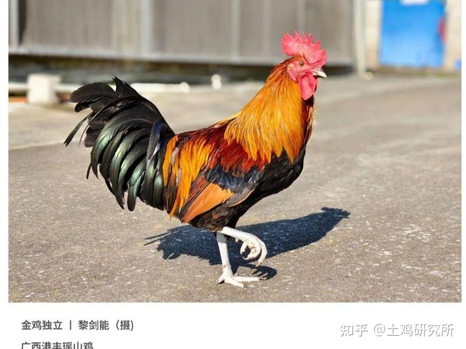 中华土鸡图鉴(一) - 知乎