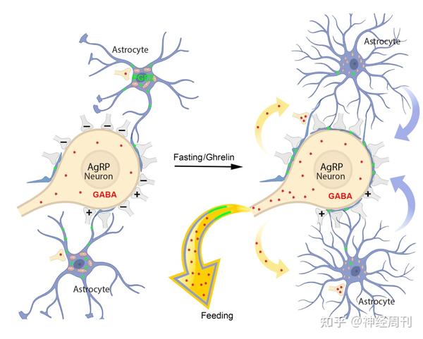 星形胶质细胞在agrp神经元核周体部位的包裹结构替代了抑制性突触连接