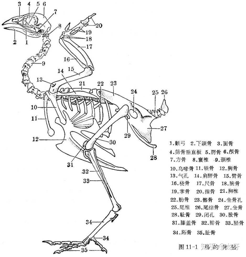 鸡骨骼-动物骨骼标本-河南恒之奇实业有限公司