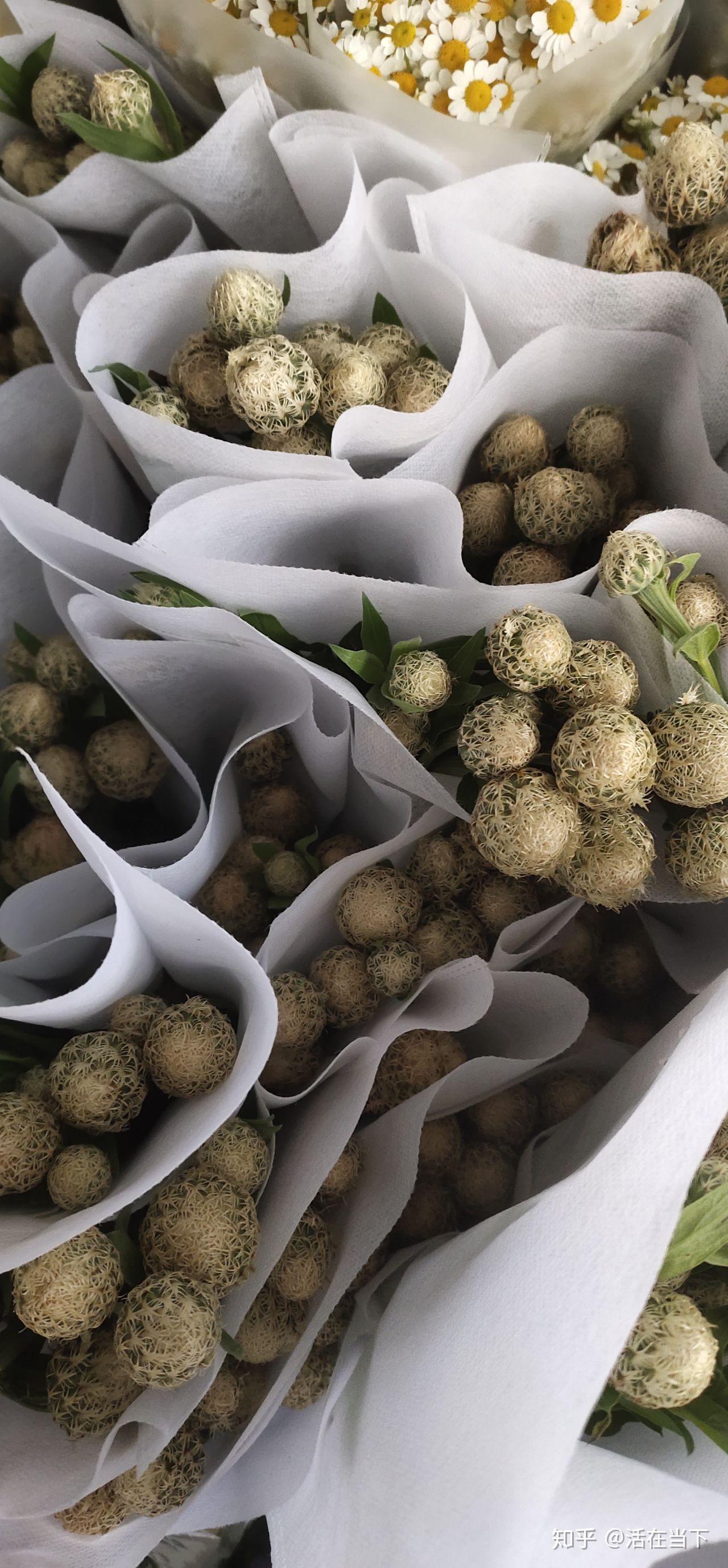 斗南花市鸟巢菊