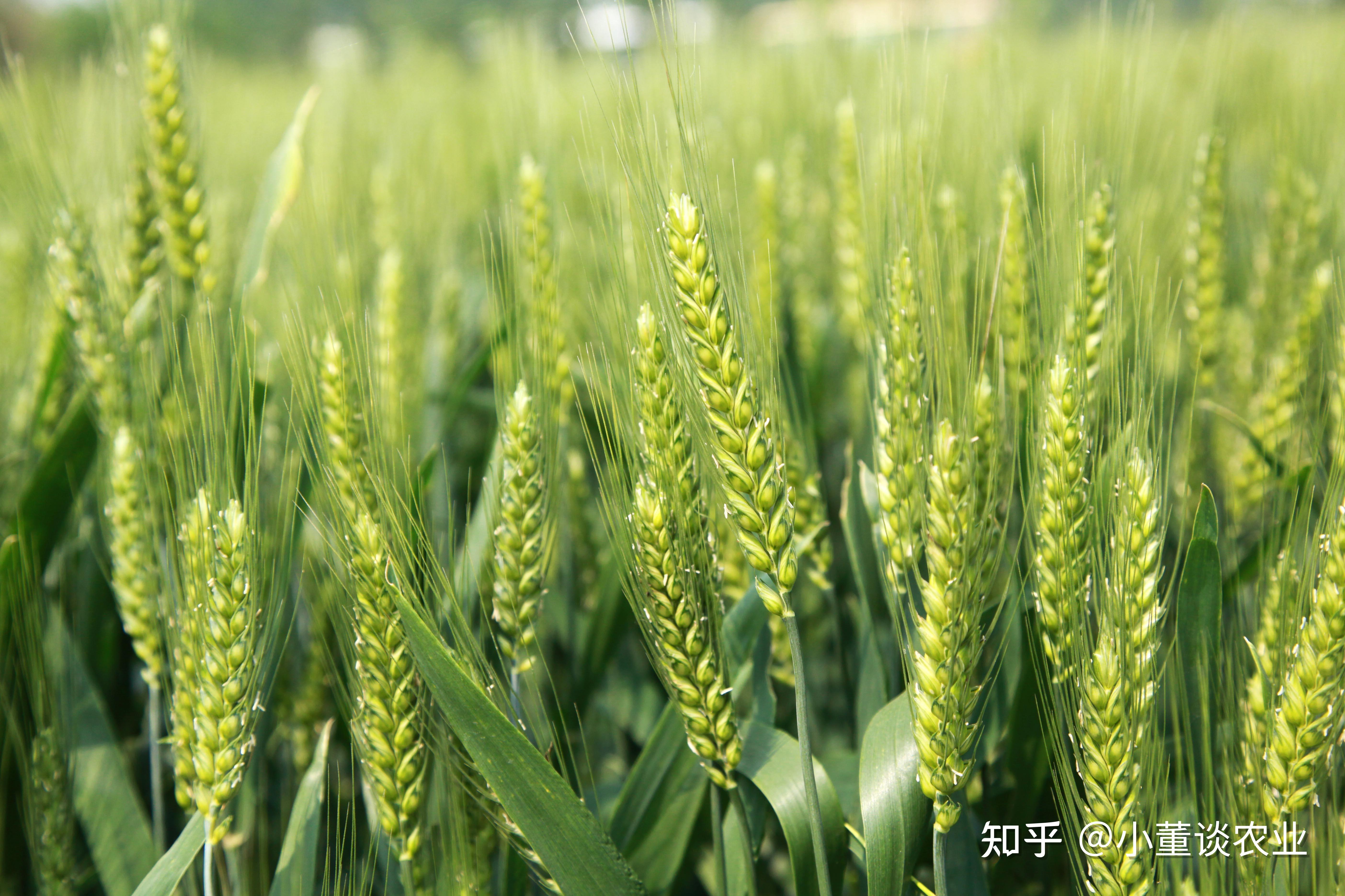 高收小麦增产套餐一季喷三遍一亩增产200斤