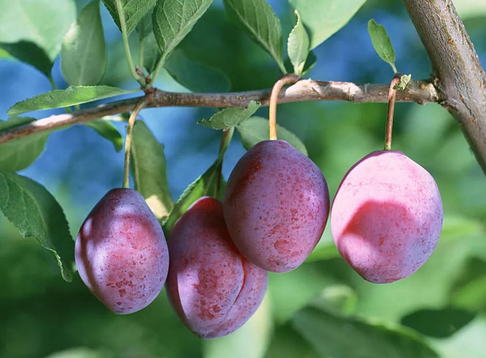 法兰西西梅学名叫欧洲李(或法国李),是我们平时吃…显示全部