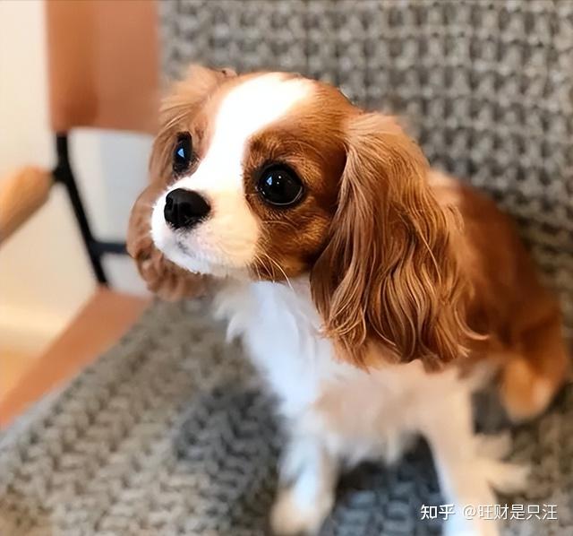 查理王小猎犬的优点那么多难过养过就不想换狗了