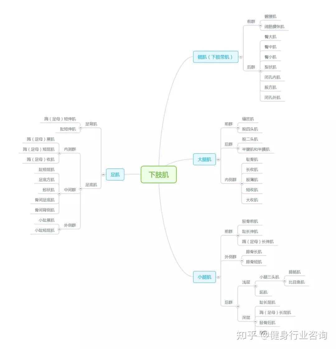 史上最强解剖学思维导图——运动系统,值得转发,收藏