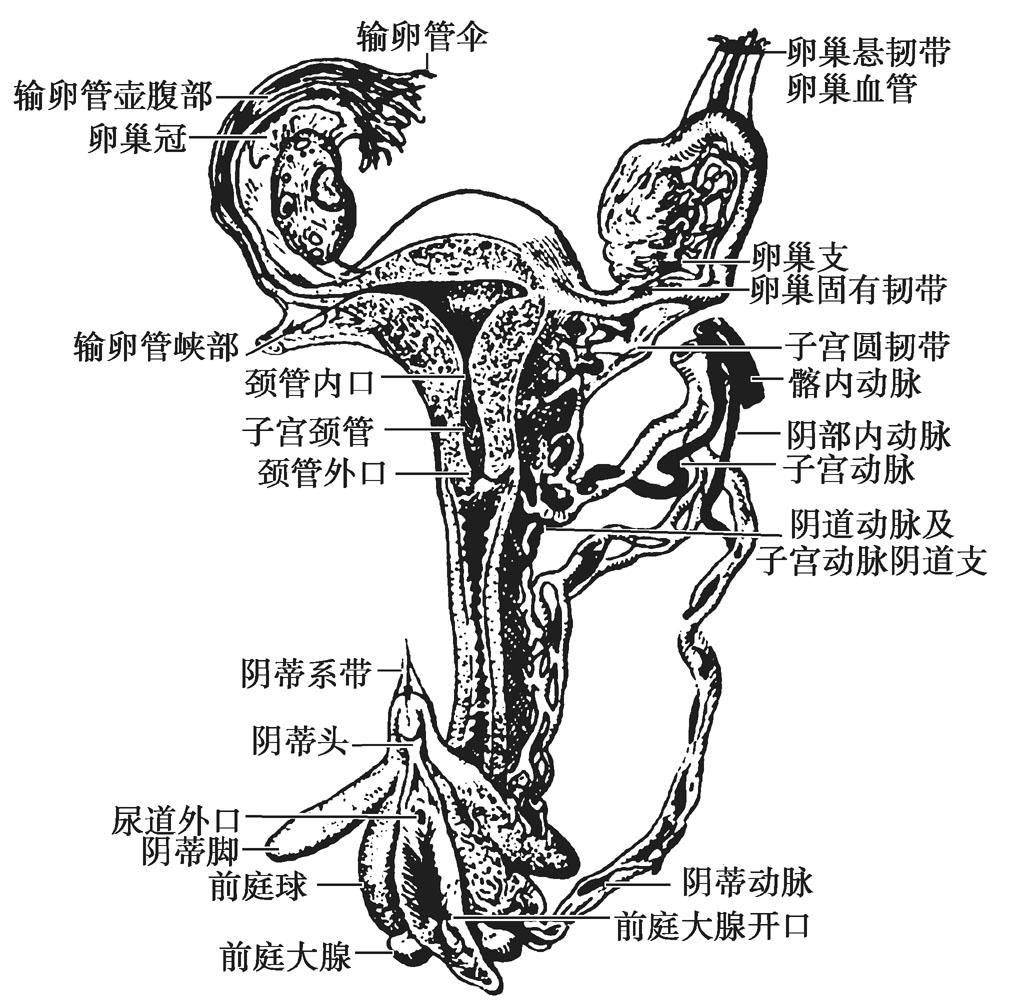 四,子宫的血管,淋巴和神经 - 宫腔镜诊断与手术图谱(第 2 版) - 知乎