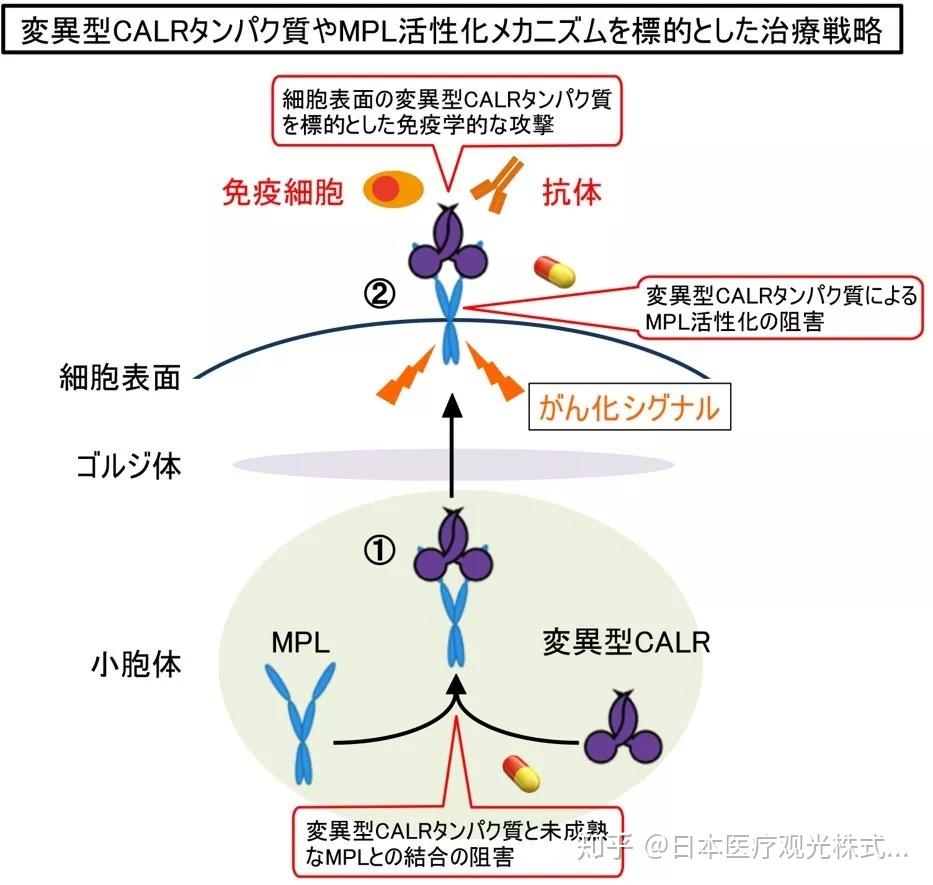日本顺天堂大学新发现竟有望用于开发骨髓增殖性肿瘤新药物