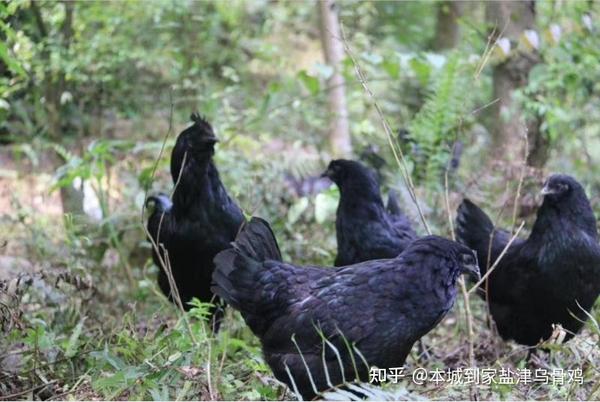 乌骨鸡真有传说那么好吗? - 知乎