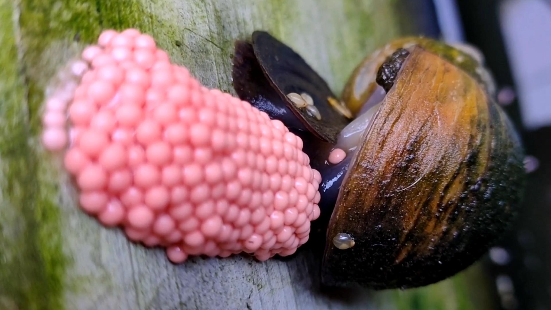 "福寿螺"有多可怕?体内寄生虫多达6000条,严重可致残,致死! - 知乎