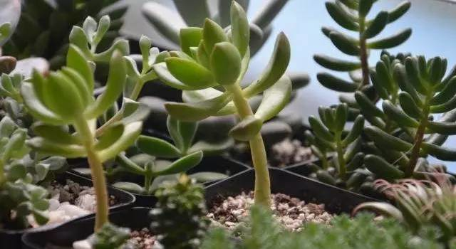 多肉植物徒长了怎么办? - 知乎