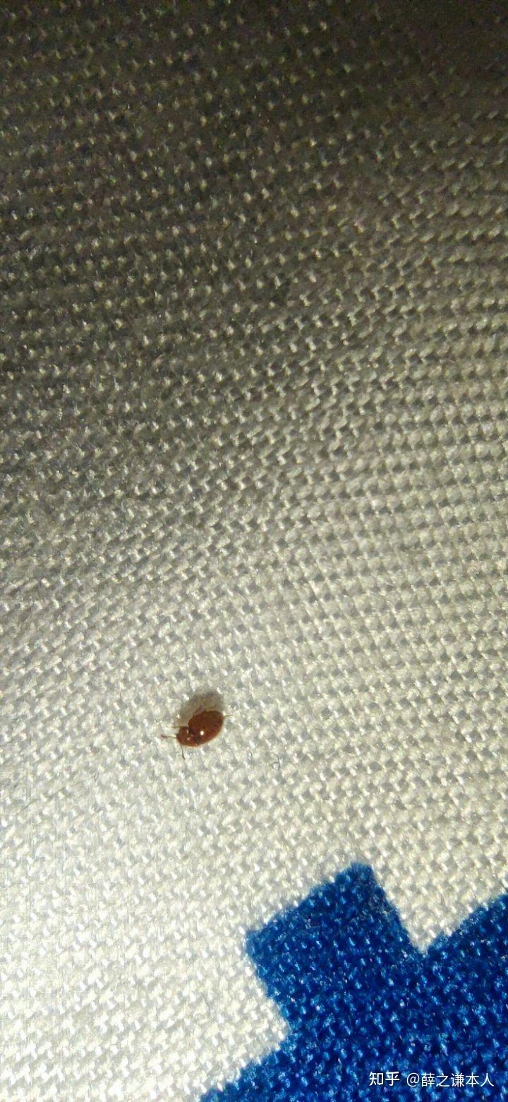 家里最近出现了很多芝麻粒大小棕褐色的小甲虫谁知道这是什么虫子啊