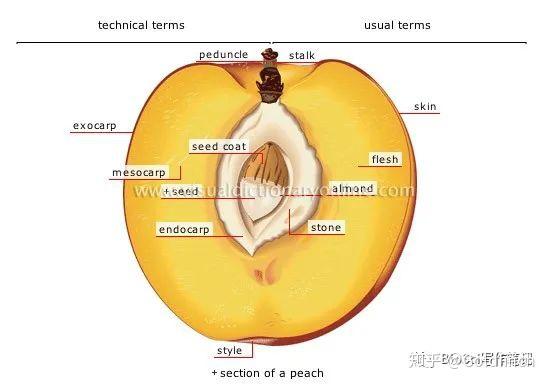 果实和种子各部位的名称 中英文对照笔记 知乎