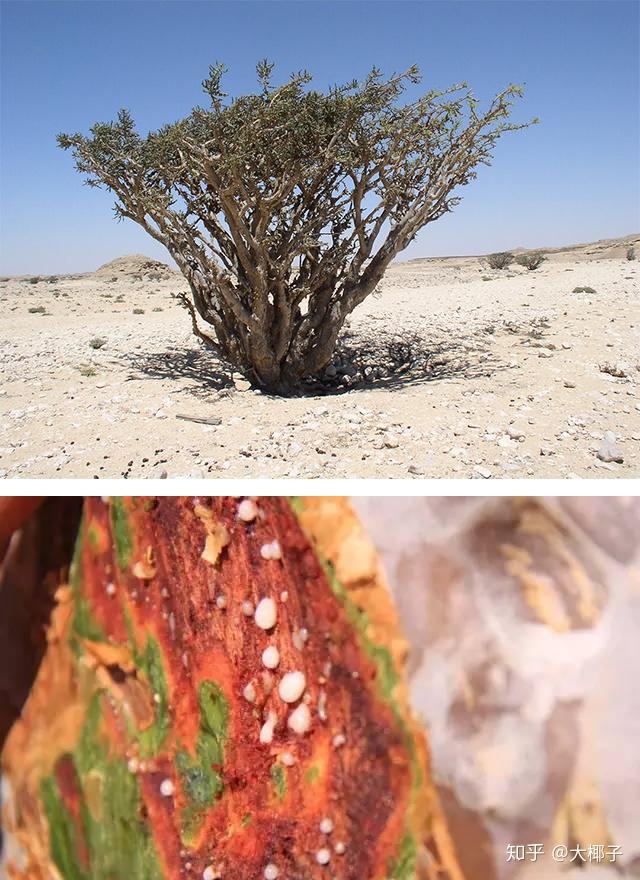 乳香木外观看上去如丑陋又不起眼的枯树干,但割开树皮的一刹那,猩红的