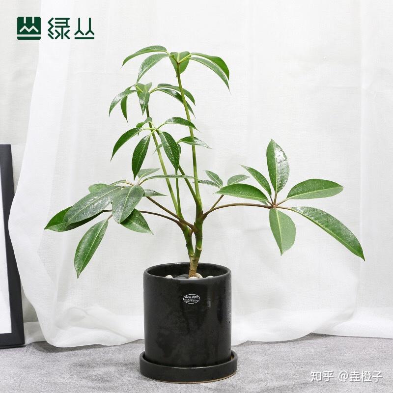 日本大叶伞,养一棵就会爱上的高颜植物,推荐给大家。 - 知乎