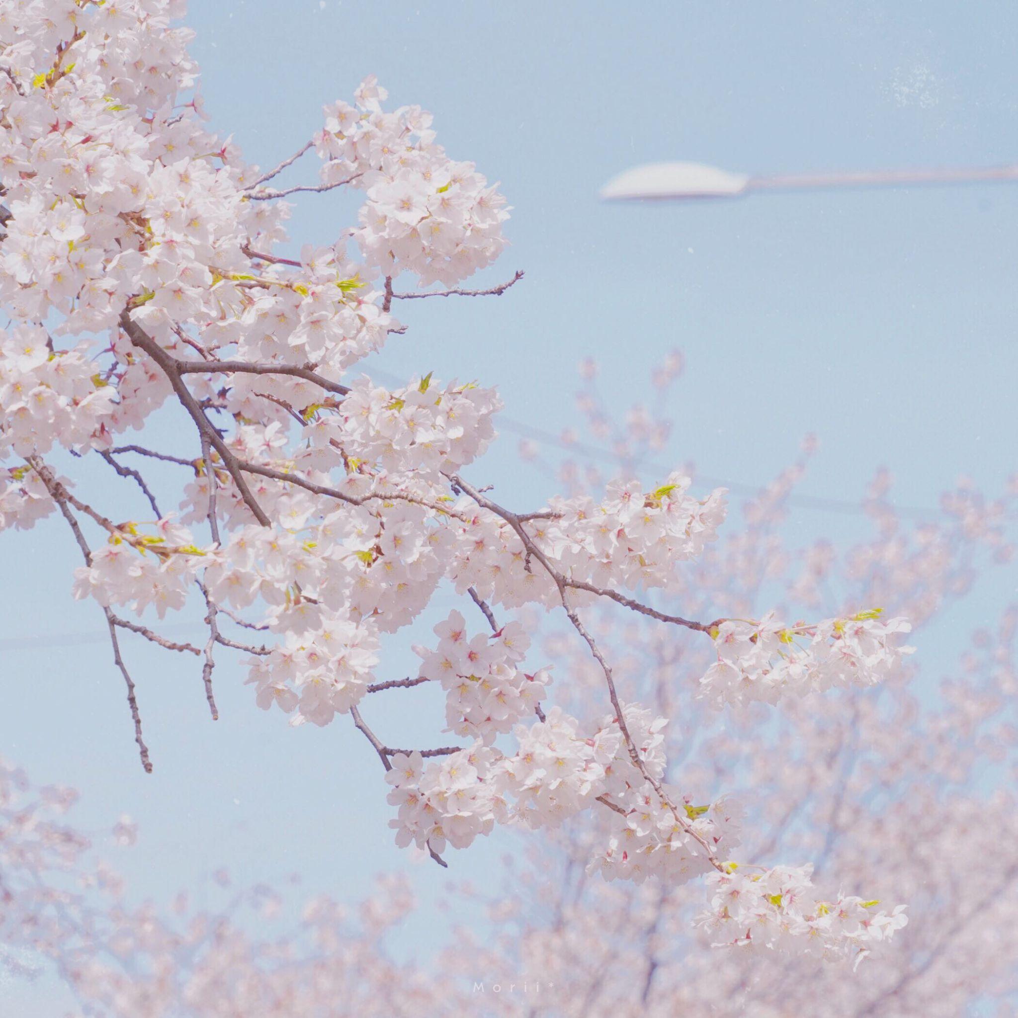 有什么小清新的微信头像