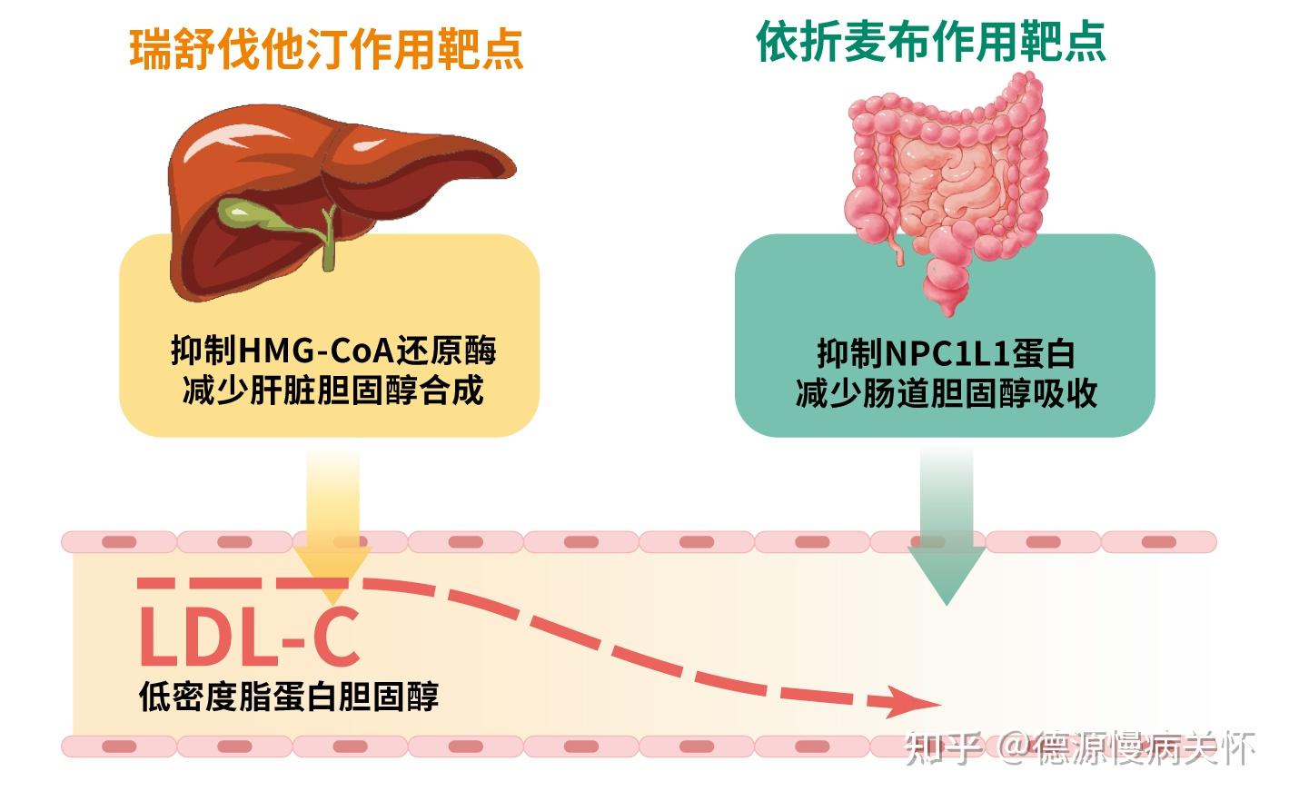 从机制到临床解读瑞舒伐他汀依折麦布片疗效优势 - 知乎